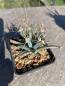 Preview: Leuchtenbergia principis